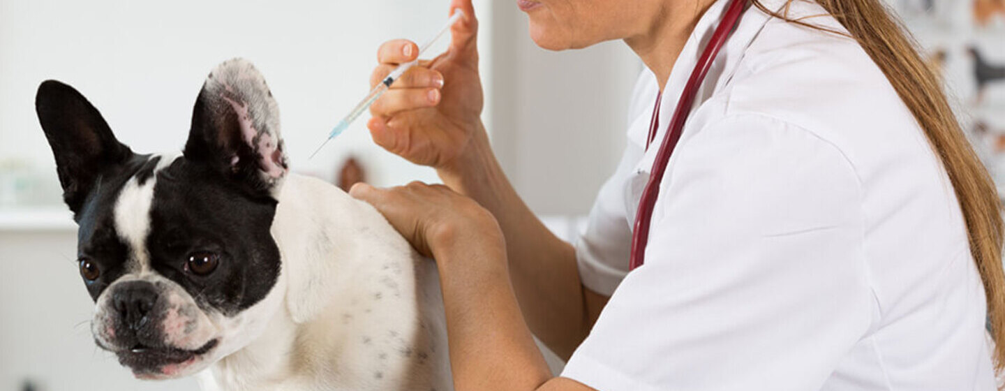 Pourquoi faire stériliser son chien ? Purina